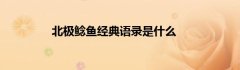 北极鲶鱼经典语录是什么?关于教育的唯美句