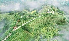 三明大田生态茶产业:促“三茶”融合谋乡村