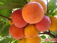 三明永安:西洋的秋天“柿柿如意”—三明永