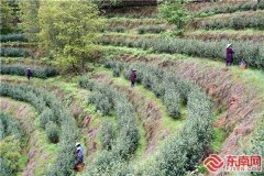 【组图】三明泰宁:明前茶飘香 茶农抢“鲜