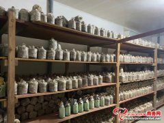 福建清流县:仿野生灵芝产业撑起“致富伞”