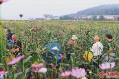 闽味里的大食物观南平建瓯:万亩玉米含“金