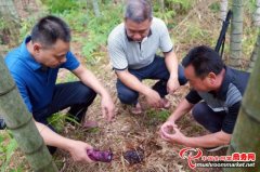 福建省宁化县:灵芝成致富“灵药” 获得良