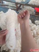 “南平味道”中的科特派含量——2024年全省