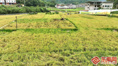 三明尤溪:再生稻两季亩产超1300公斤—三明
