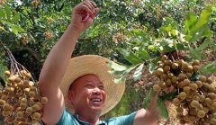 肉厚香甜产量创新高!宁德蕉城龙眼喜获丰收