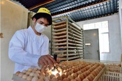 德化:特质农品何以“出圈”,三明市土特产