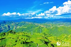 一片“美人茶”牵起两岸缘?三明大田县特产