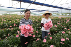福建的四季芳华!带你走进福建鲜切花产地三