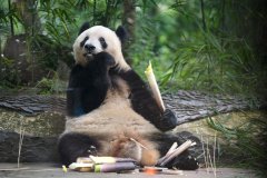 通讯|免签政策让日本“熊猫迷”开启“说走