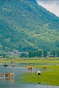 云南本地团八日游咨询行程？大理旅游攻略