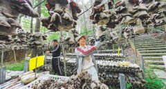 三明永安特色美食【高质量发展产业